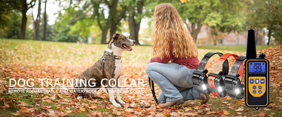 New Dog Training Collar - Buy now!